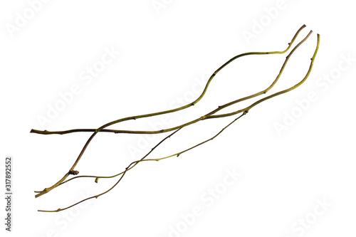 wood root. Huge vines liana plant jungle tree branches isolated on white background, clipping path included