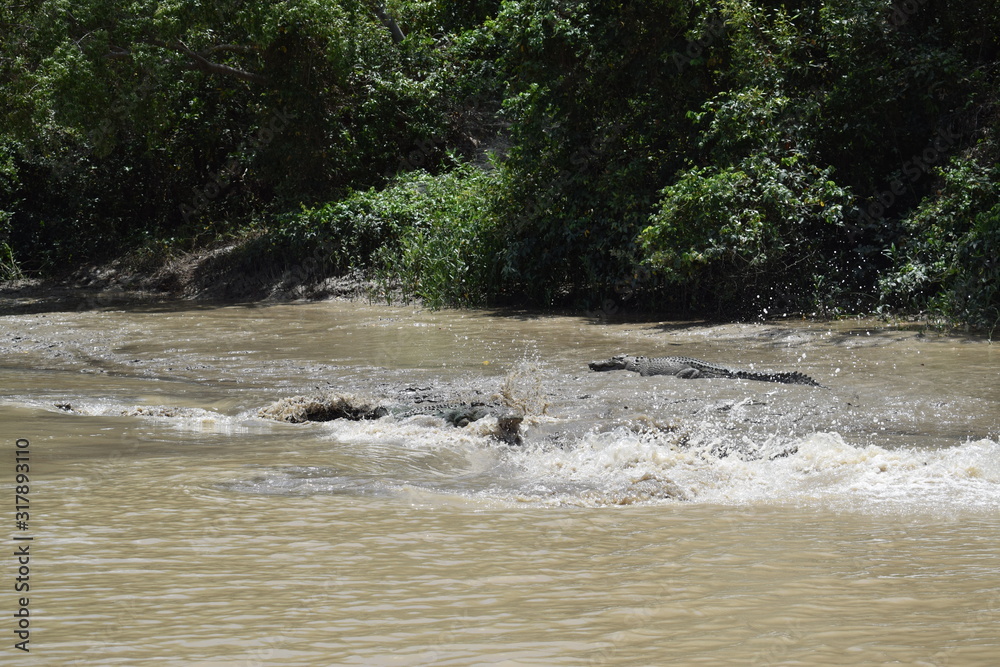 Wild crocodile