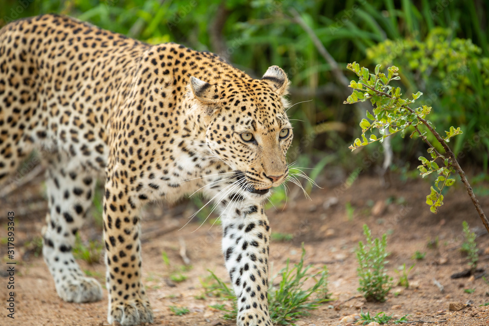 A leopard female and her male cub around a kill. Showing off their athletic nature jumping around and out of trees. A leopard female and her male cub around a kill. Showing off their athletic nature jumping around and out of trees.
