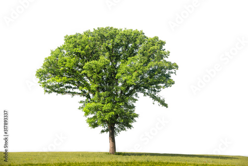 Beautifull green tree on a white background in high definition