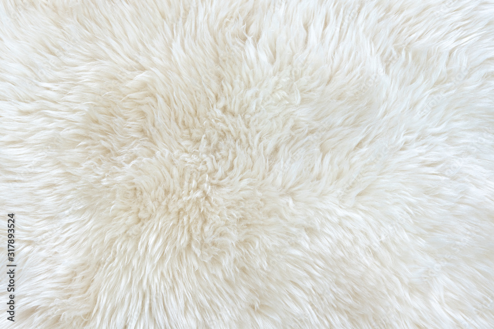 White real wool with beige top texture background. light cream natural sheep wool. seamless plush cotton, texture of fluffy fur for designers White real wool with beige top texture background. light cream natural sheep wool. seamless plush cotton, texture of fluffy fur for designers