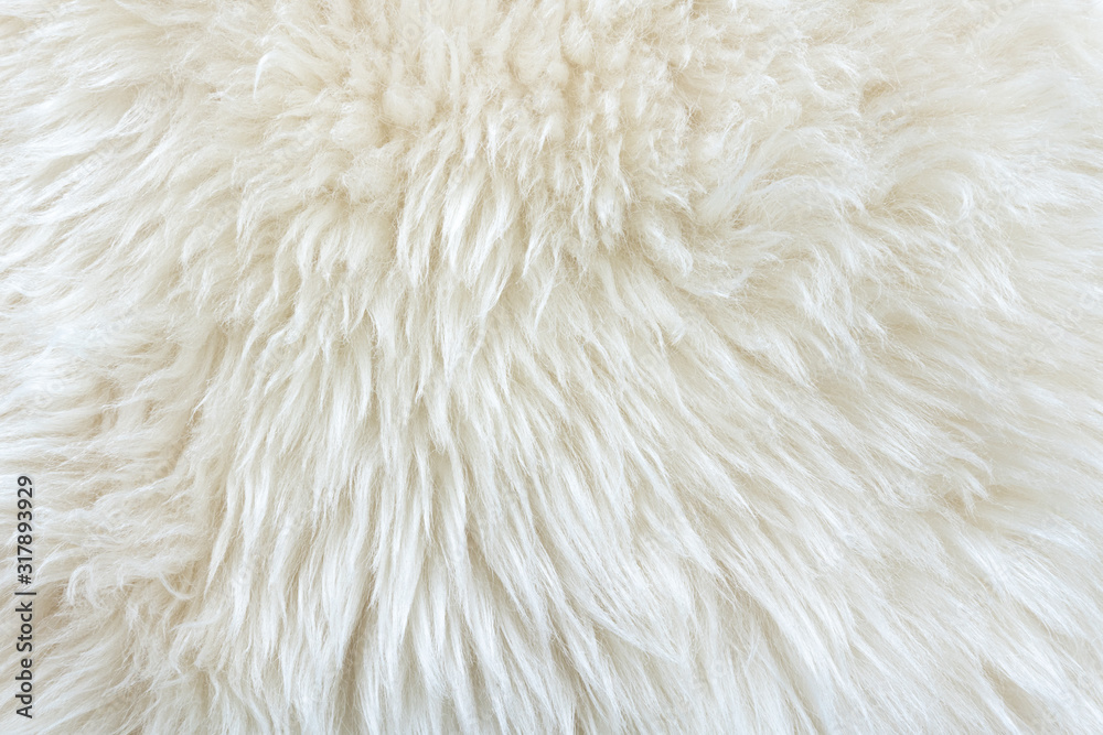 White real wool with beige top texture background. light cream natural sheep wool. seamless plush cotton, texture of fluffy fur for designers White real wool with beige top texture background. light cream natural sheep wool. seamless plush cotton, texture of fluffy fur for designers
