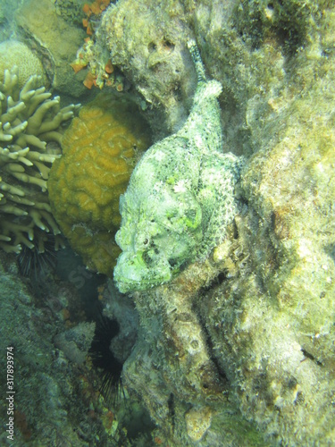 Coral reef in the center of Indonesia