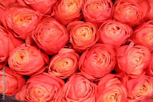 Beautiful fresh bright roses as background  closeup. Floral decor