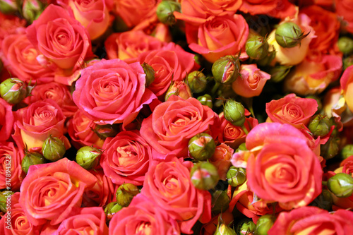 Beautiful fresh red roses as background  closeup. Floral decor
