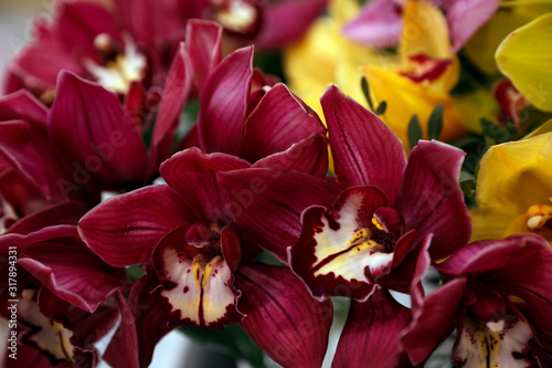 Beautiful red orchids as background, closeup. Floral decor