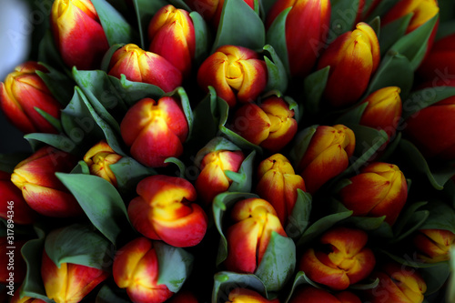 Beautiful fresh tulips as background, closeup. Floral decor