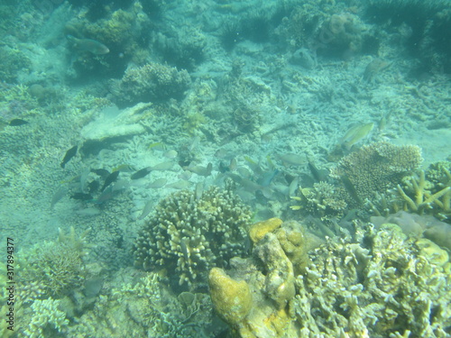 Fototapeta Naklejka Na Ścianę i Meble -  Coral reef in the center of Indonesia