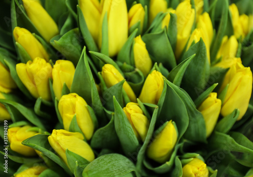 Fresh bouquet of beautiful tulip flowers, closeup