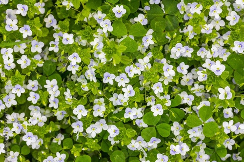 spring background of small blue and white flowers (Veronica persica) on a green meadow, top view