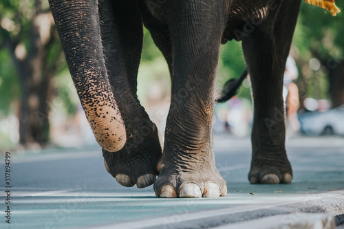 Photography Details of elephant on chains