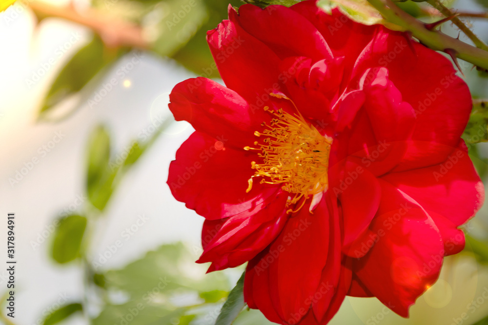 red rose Bud opened green background in unfocused red rose Bud opened green background in unfocused