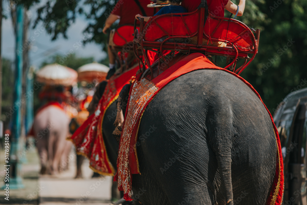 Details of elephant on chains. Elephant exploited for work and tourism in Thailand. 