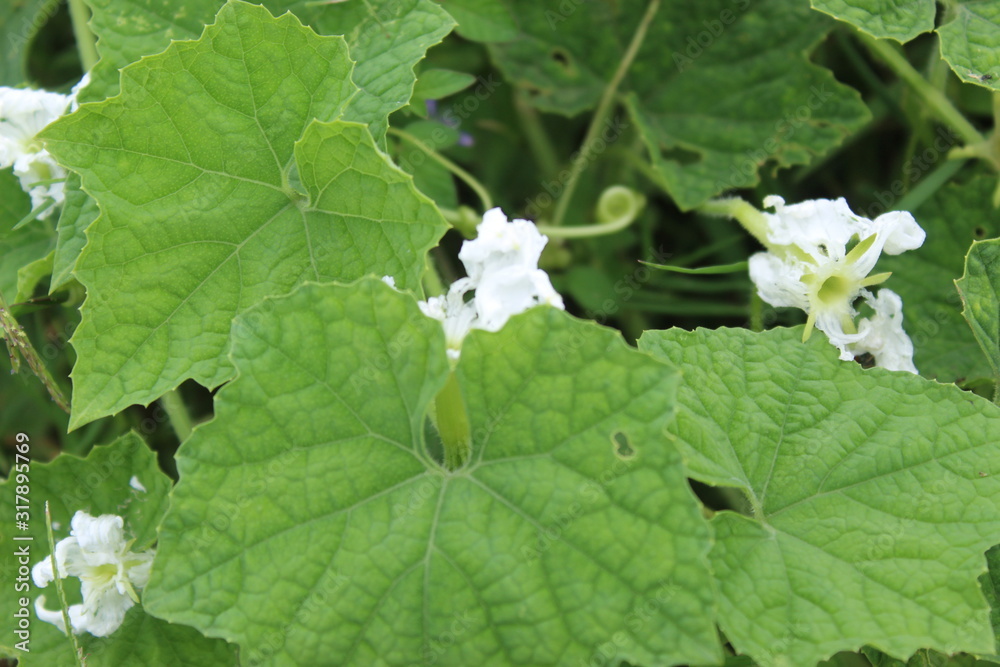 White pumpkin flowers among the green grass White pumpkin flowers among the green grass