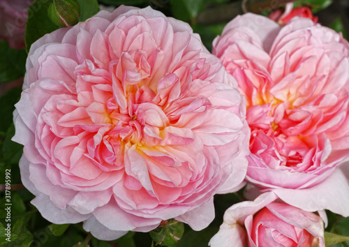 Weiß - Rosa farbene Rosen - Kletterrose mit vielen Blüten und Knospen im Garten