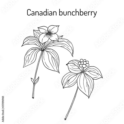 Canadian bunchberry cornus canadensis , medicinal plant