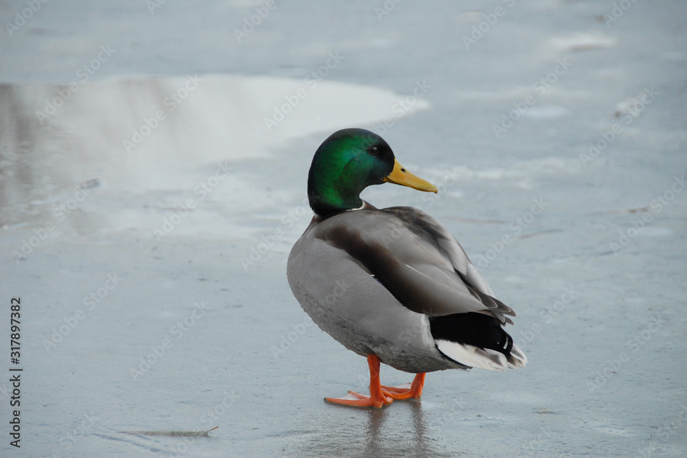 Duck on ice looks to the right Duck on ice looks to the right
