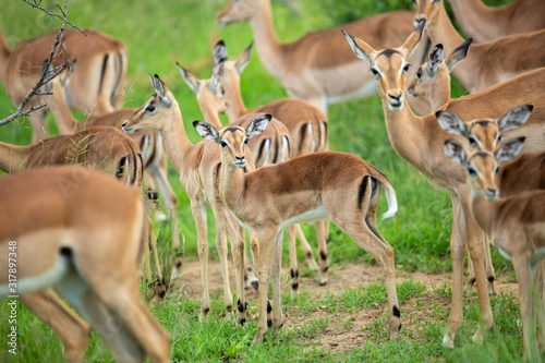 A herd of impala with loads of youngsters on an overcast day.