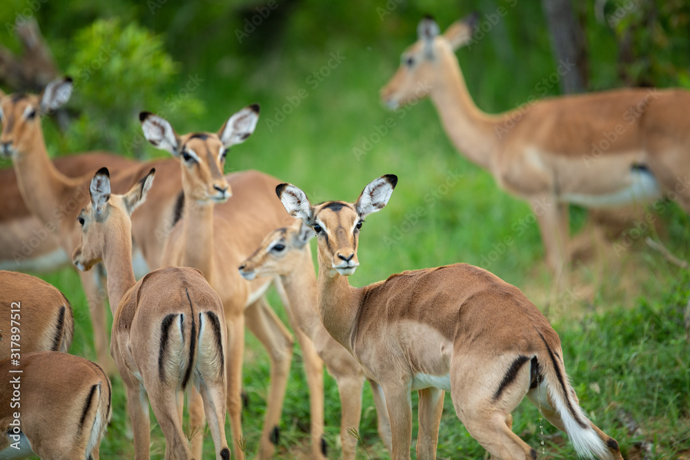 A herd of impala with loads of youngsters on an overcast day. A herd of impala with loads of youngsters on an overcast day.