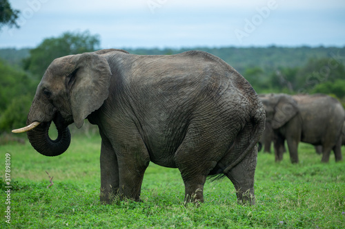 A breeding herd of elephant out in the open feeding in a clearing of short grass. 