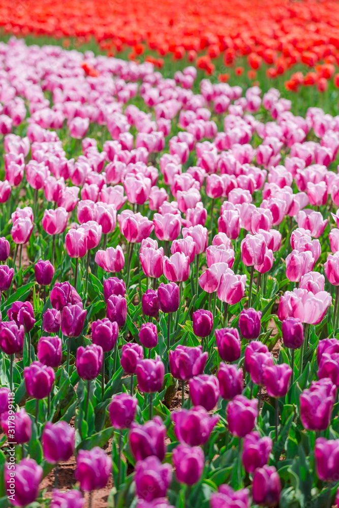 Beautiful Tulips