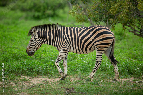 A zebra walking in the open