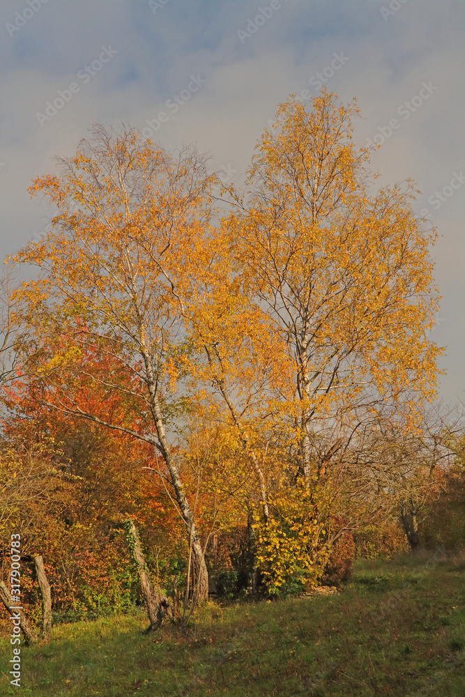 Birken im Herbst