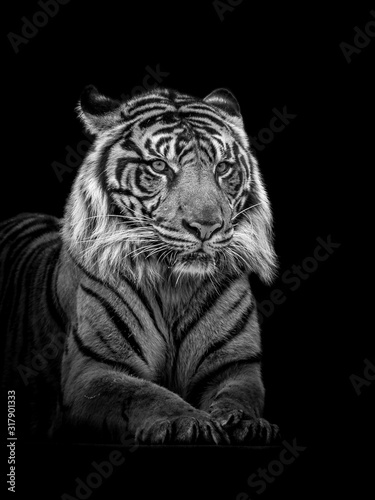 Sumatran Tiger in Black and White isolated on black background.