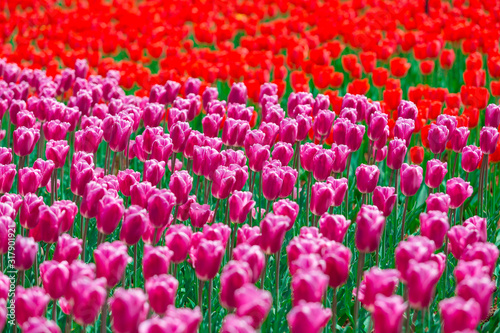 Beautiful Tulips