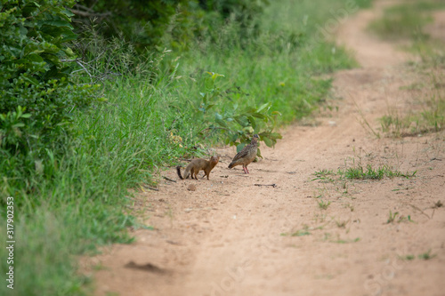 A slender mongoose stalking some crested francolins with their youngsters