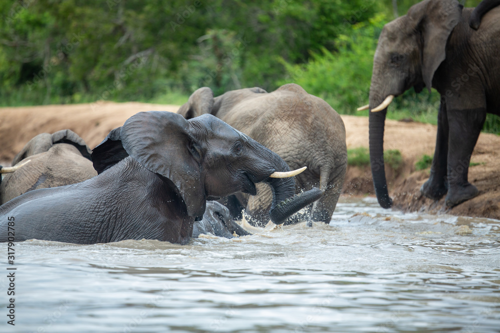 Fototapeta premium A herd of elephants having a swim early on an overcast afternoon.