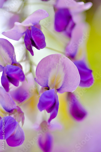 春爛漫の、満開のフジの花