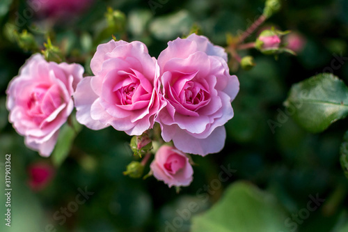 beautiful tea roses on the branches of a shrub