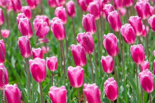 Beautiful Tulips