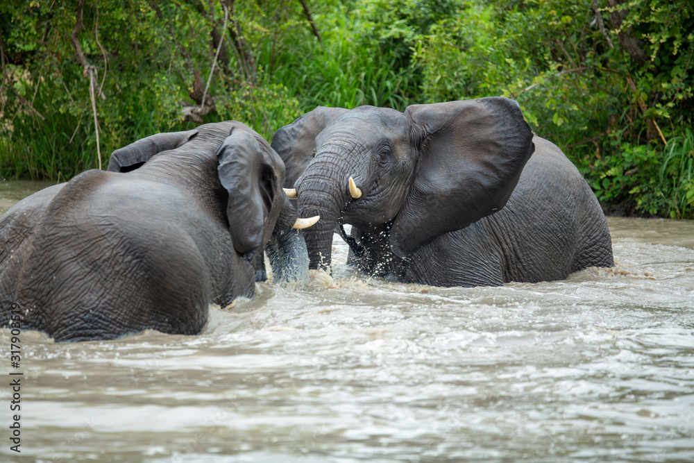 Fototapeta premium A herd of elephants having a swim early on an overcast afternoon.