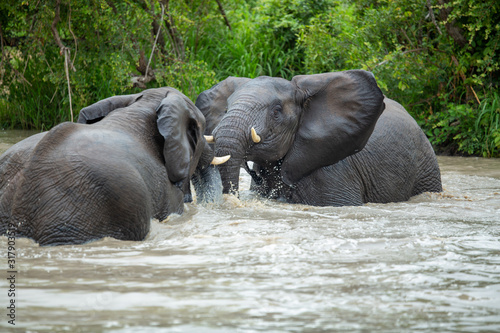 A herd of elephants having a swim early on an overcast afternoon.