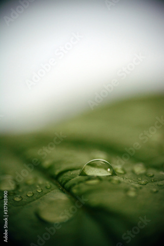 Water Droplets on Leaf