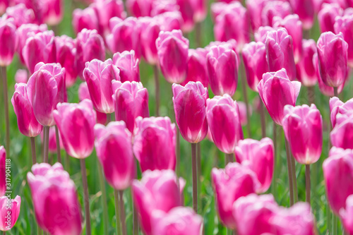 Beautiful Tulips
