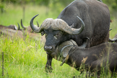 Two large cape buffalo bulls on an overcast day nuzzling