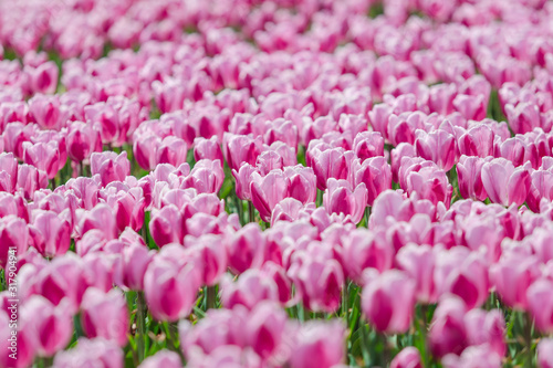 Tapety artystyczne Beautiful Tulips