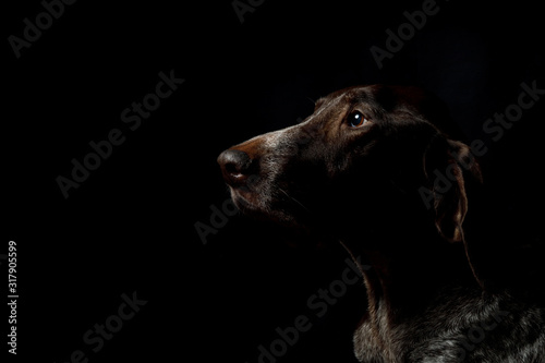 Profile of a dog breed pointers .