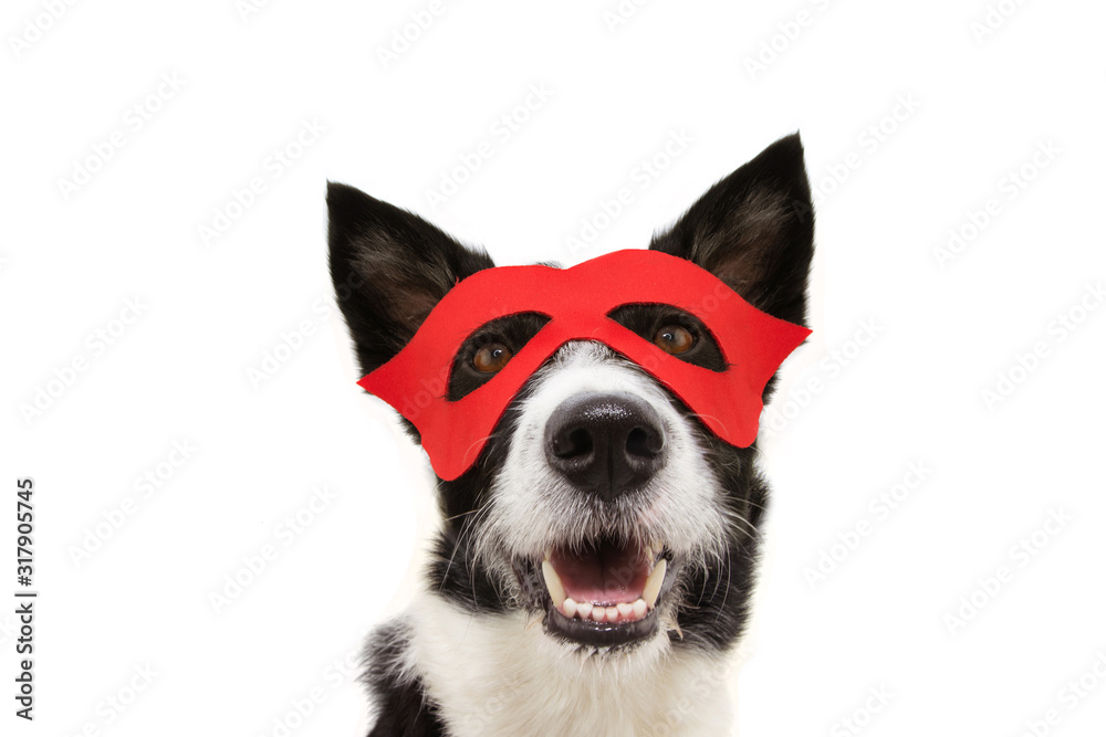 dog super hero costume for carnival or halloween party wearing a red mask. Isolated on white background.