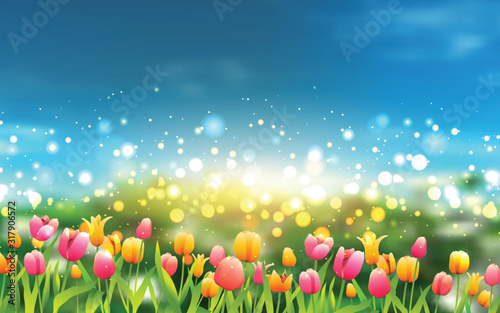 colorful tulips in the garden	