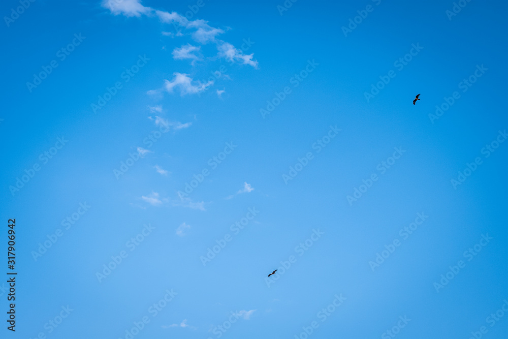 Two birds of prey hover overhead in a blue sky