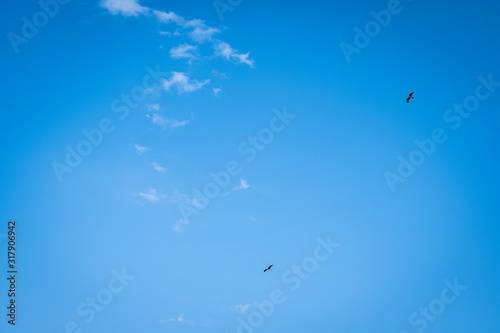 Two birds of prey hover overhead in a blue sky