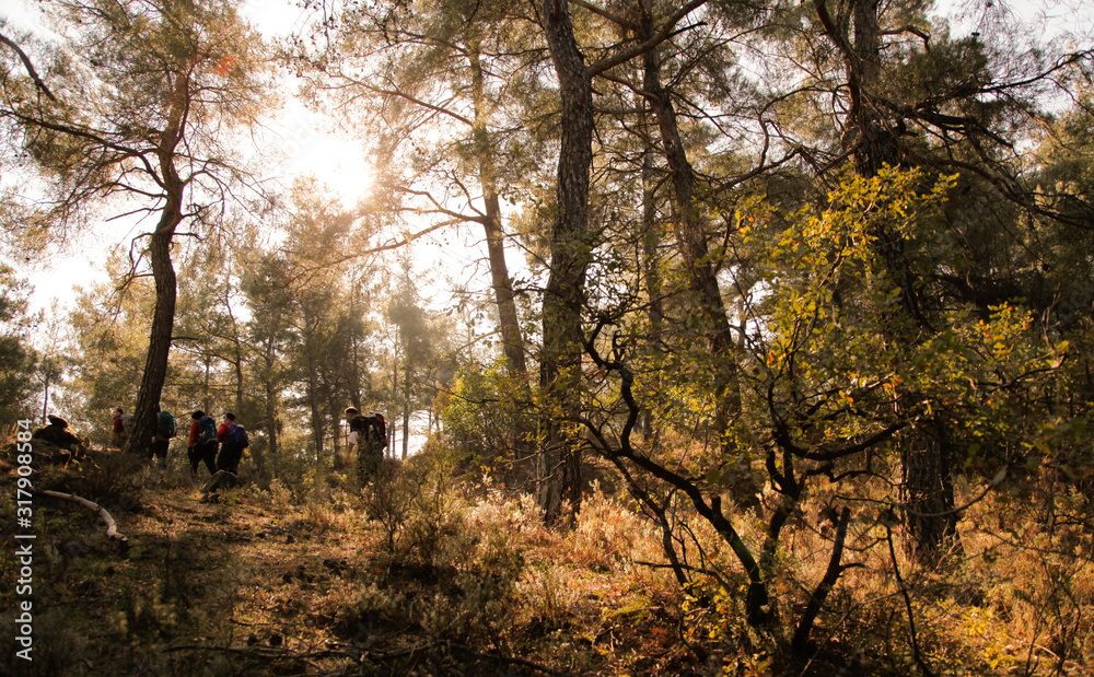 Background of sunny forest with trekkers in the background. Forest in sun light in the early morning. 