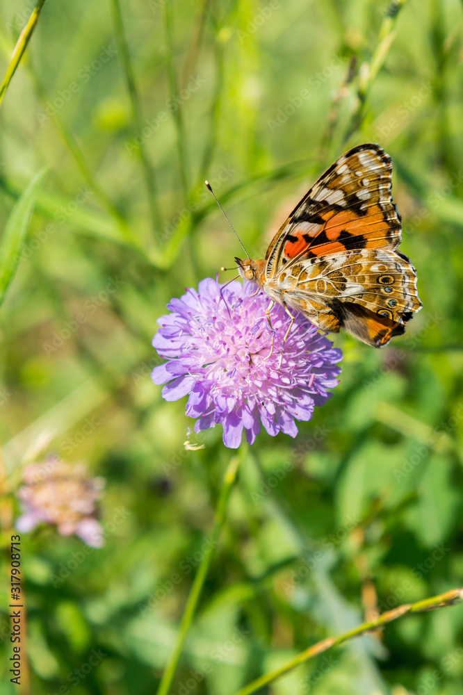 Butterfly on a purple flower on the field. close up. vertical photo Butterfly on a purple flower on the field. close up. vertical photo