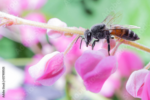 Honey Bee on pink Flower, Close Up Macro
