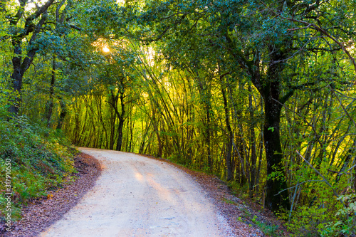 Road in the wood in autumn in Tuscany, Italy photo