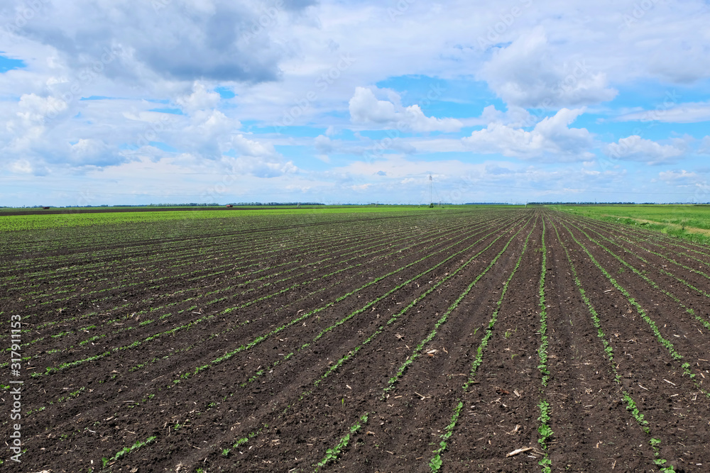 Agriculture,plowed soil with nice blue sky